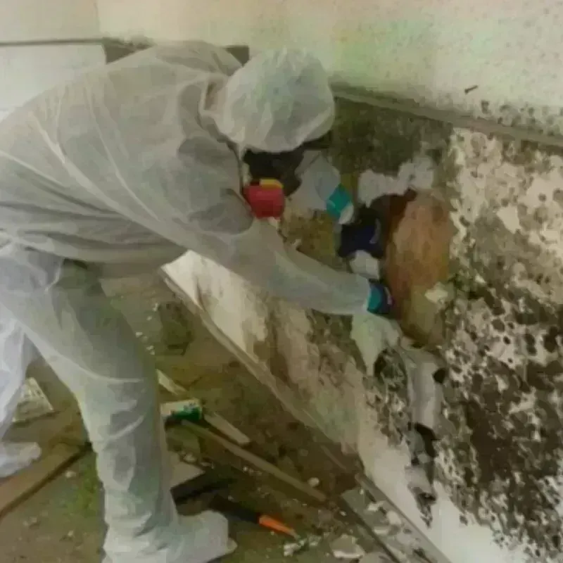 Mold Remediation and Removal in Venersborg, WA